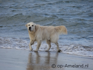 Nehmen Sie Ihren Hund mit in ein Ferienhaus am Meer