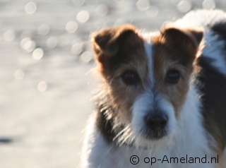 Nehmen Sie Ihren Hund mit in ein Ferienhaus am Meer