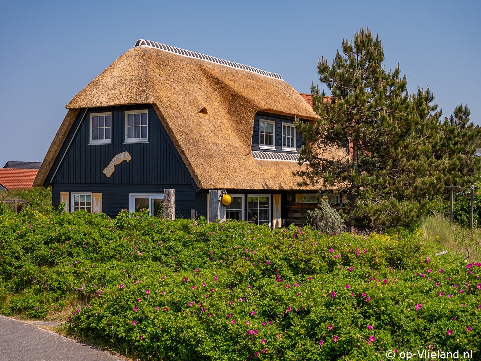 Cranberry Hill, im Urlaub auf Vlieland