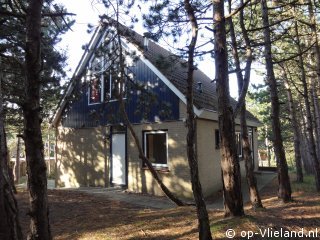 Vlaamse Gaai, im Urlaub auf Vlieland