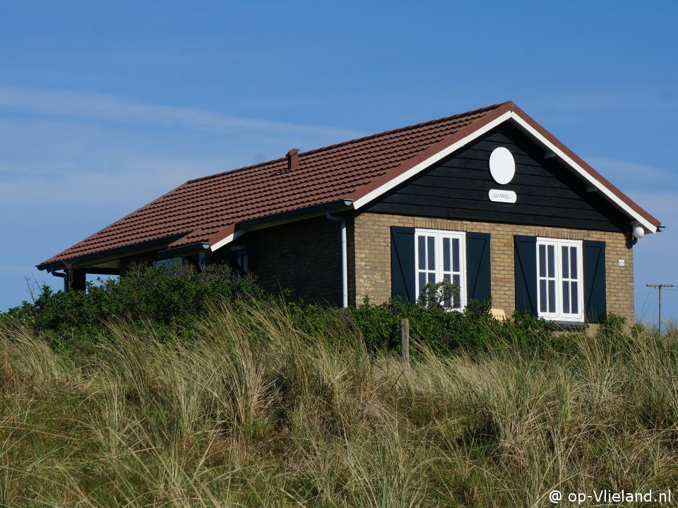 Duinroos, im Urlaub auf Vlieland