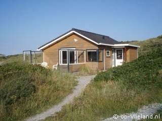 Eider, im Urlaub auf Vlieland