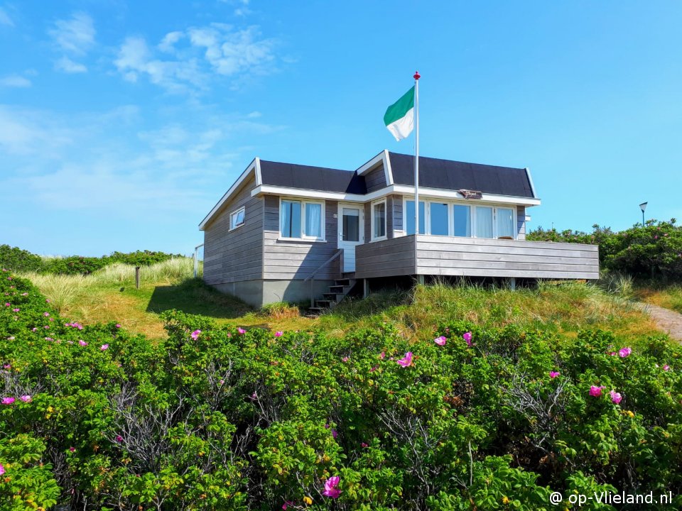 Fazant, im Urlaub auf Vlieland