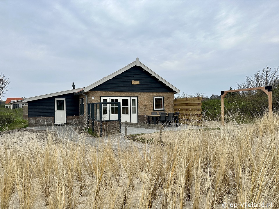 Goudvink, im Urlaub auf Vlieland